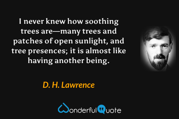 I never knew how soothing trees are—many trees and patches of open sunlight, and tree presences; it is almost like having another being. - D. H. Lawrence quote.