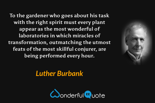 To the gardener who goes about his task with the right spirit must every plant appear as the most wonderful of laboratories in which miracles of transformation, outmatching the utmost feats of the most skillful conjurer, are being performed every hour. - Luther Burbank quote.