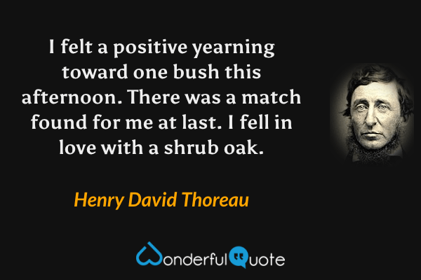 I felt a positive yearning toward one bush this afternoon. There was a match found for me at last. I fell in love with a shrub oak. - Henry David Thoreau quote.