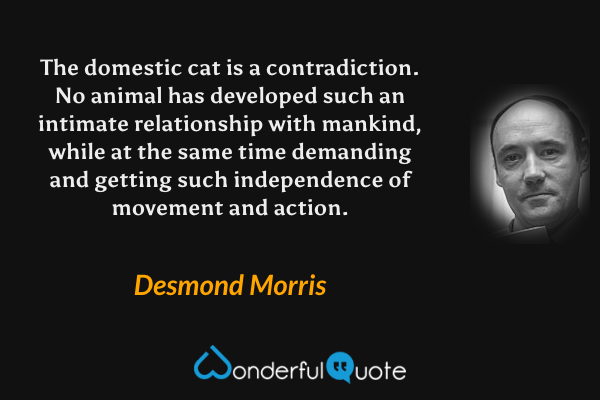 The domestic cat is a contradiction.  No animal has developed such an intimate relationship with mankind, while at the same time demanding and getting such independence of movement and action. - Desmond Morris quote.